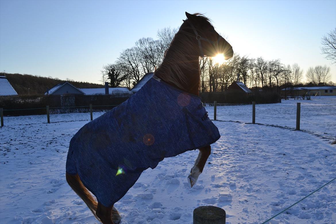 Anden særlig race Aichah - Hun var lidt oppe at køre den dag<3 31-01-2012 billede 17