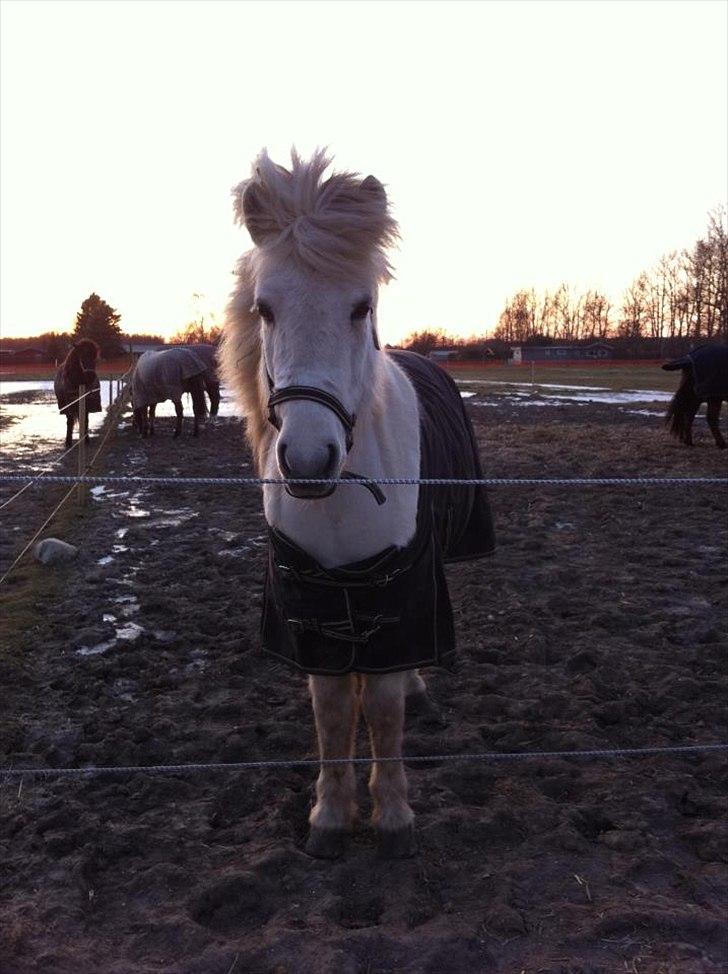 Islænder Elfa fra Katulabo - Må jeg komme ind? billede 17