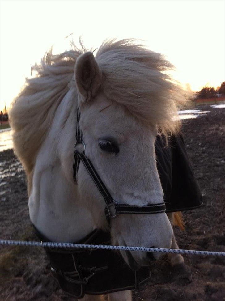 Islænder Elfa fra Katulabo - Alle levende væsner er engle med kun én vinge. For at kunne flyve skal de omfavne hinanden <3 billede 18