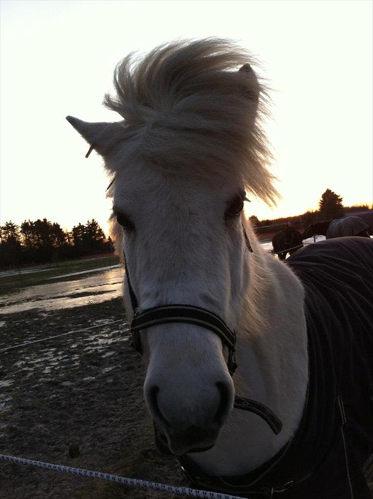 Islænder Elfa fra Katulabo billede 19