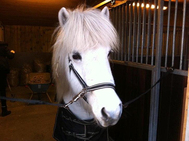 Islænder Elfa fra Katulabo - I gave you my heart in change for yours!<3 billede 20