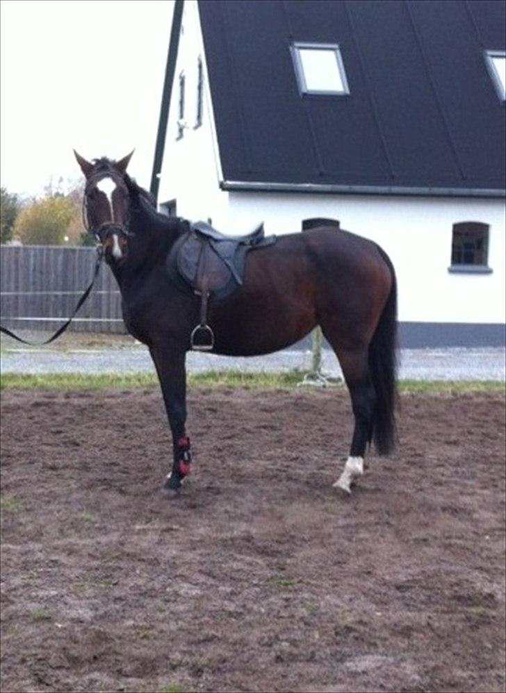 Dansk Varmblod Johannesgaards chili - oktober 2011 billede 16