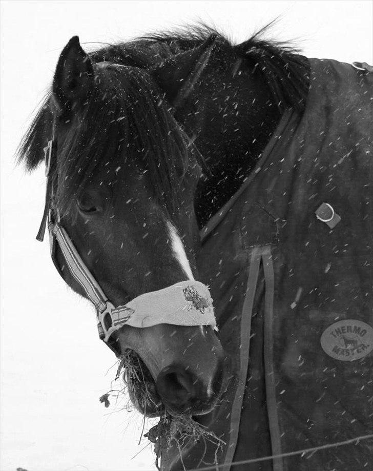 DSP Stidsbjergs Chanie - bassen i sneen<3 billede 7