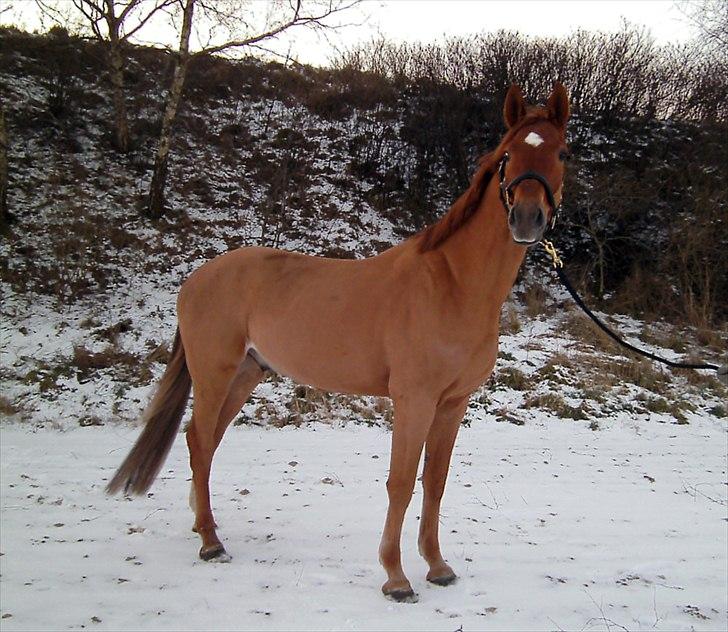 Dansk Varmblod Cuzco (Røde) - Smukke Røde i sneen :) billede 3