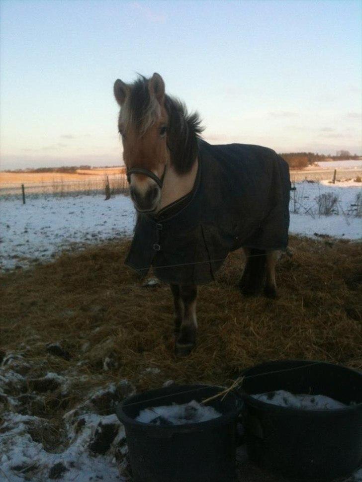 Fjordhest Isak billede 3