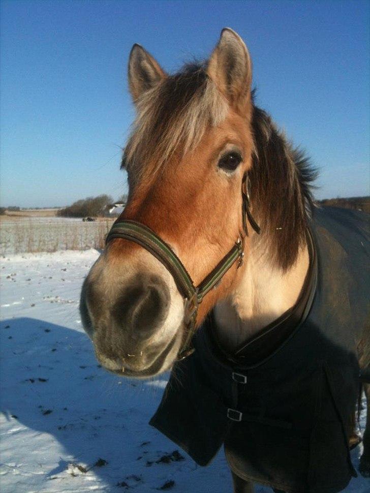 Fjordhest Isak - Sidste dag med Isak!<3 billede 20