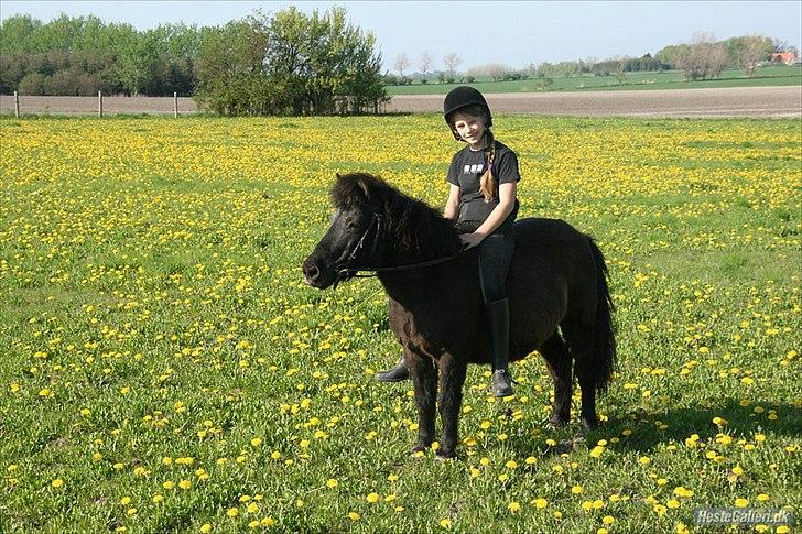 Shetlænder Sofia billede 10