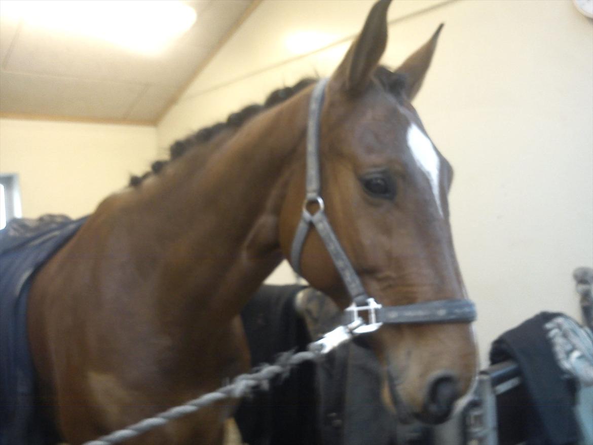 Dansk Varmblod Thybo's Casanova - Med rosenknupper efter opvisning til åbenhus på Hansenberg. billede 8