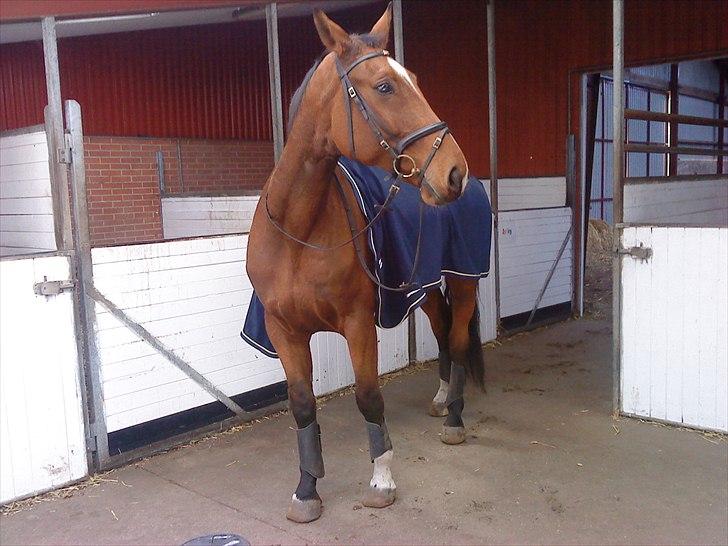 Dansk Varmblod Thybo's Casanova - Da jeg næsten lige havde fået ham. billede 9