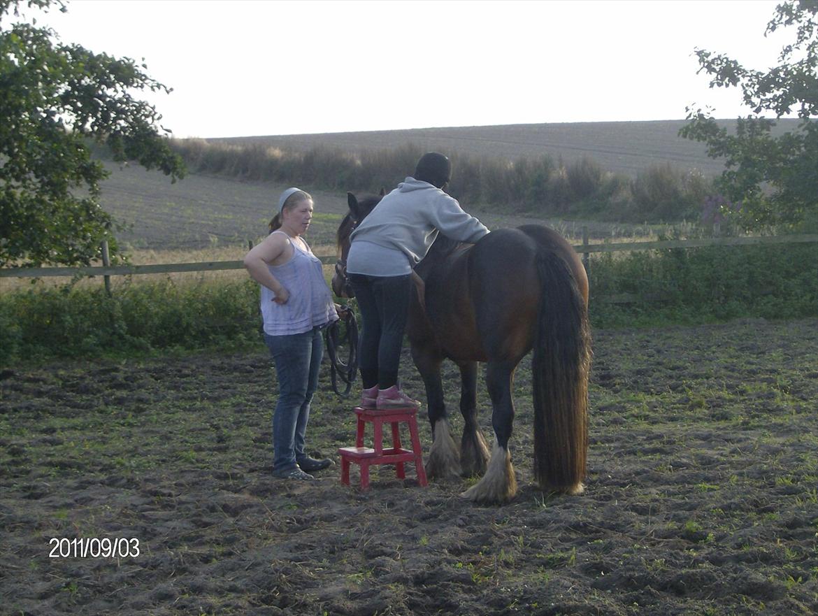 Irish Cob Bakkegårdens Blossom billede 17
