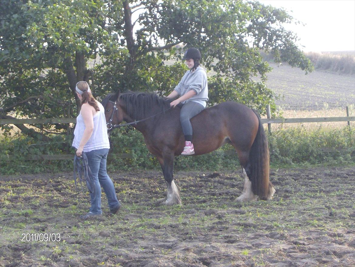 Irish Cob Bakkegårdens Blossom billede 18