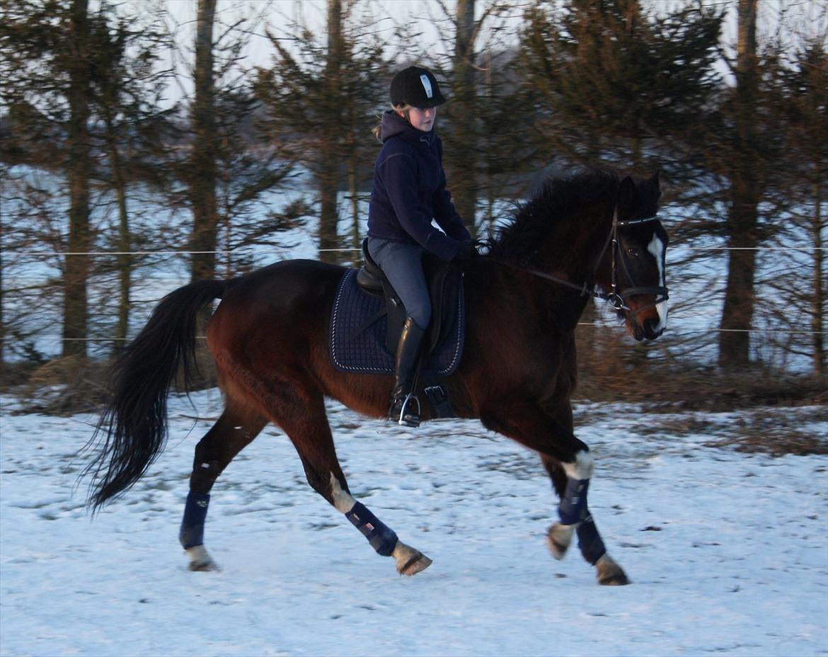 Traver Grand Cru - Nogen der sagde at en travhest ikke kan få bagbenene ind under sig i galop? ;) billede 20