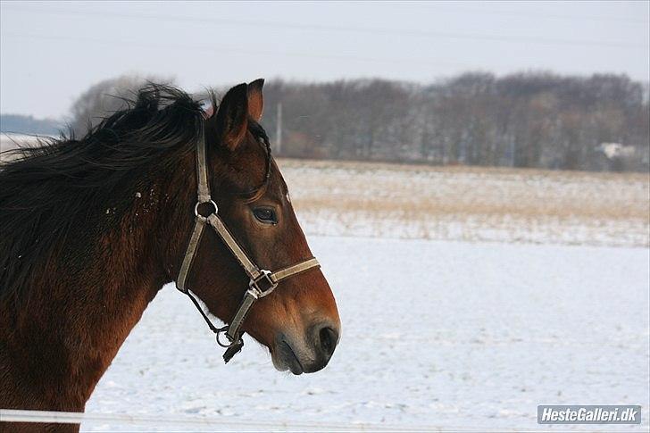 Pinto Dark Daimond<3 billede 5