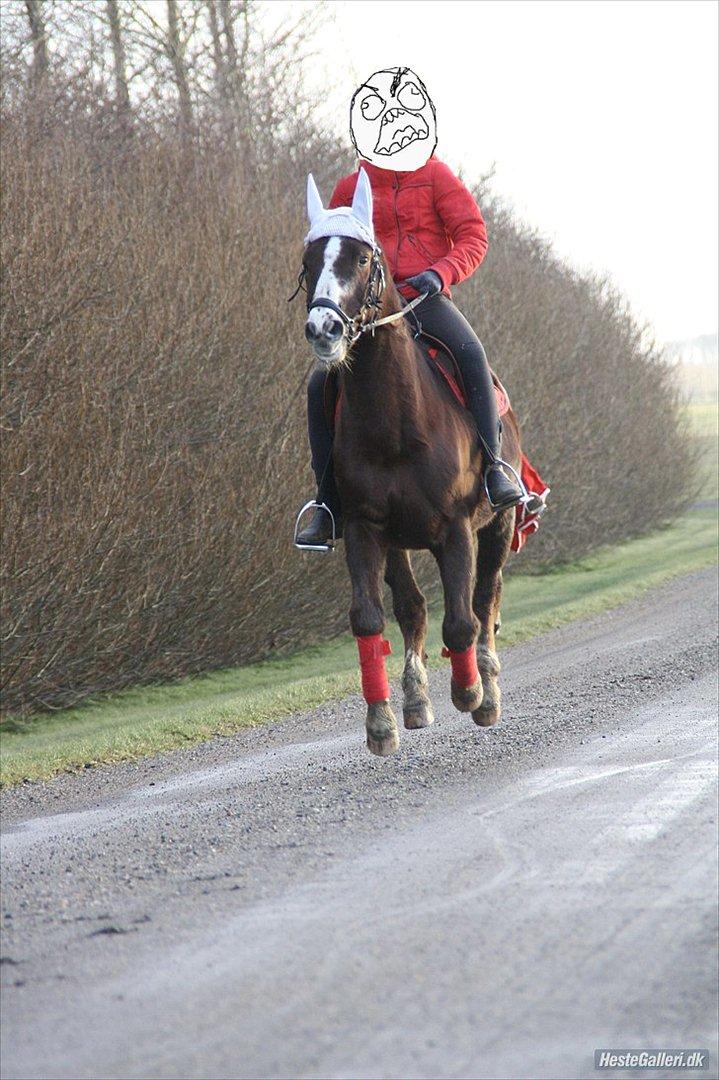 New Forest Sanchez | I miss you!<3 - Når Bisse tænker FFFFUUUUUUUU fordi morfar vil lege racebil x'D! billede 2