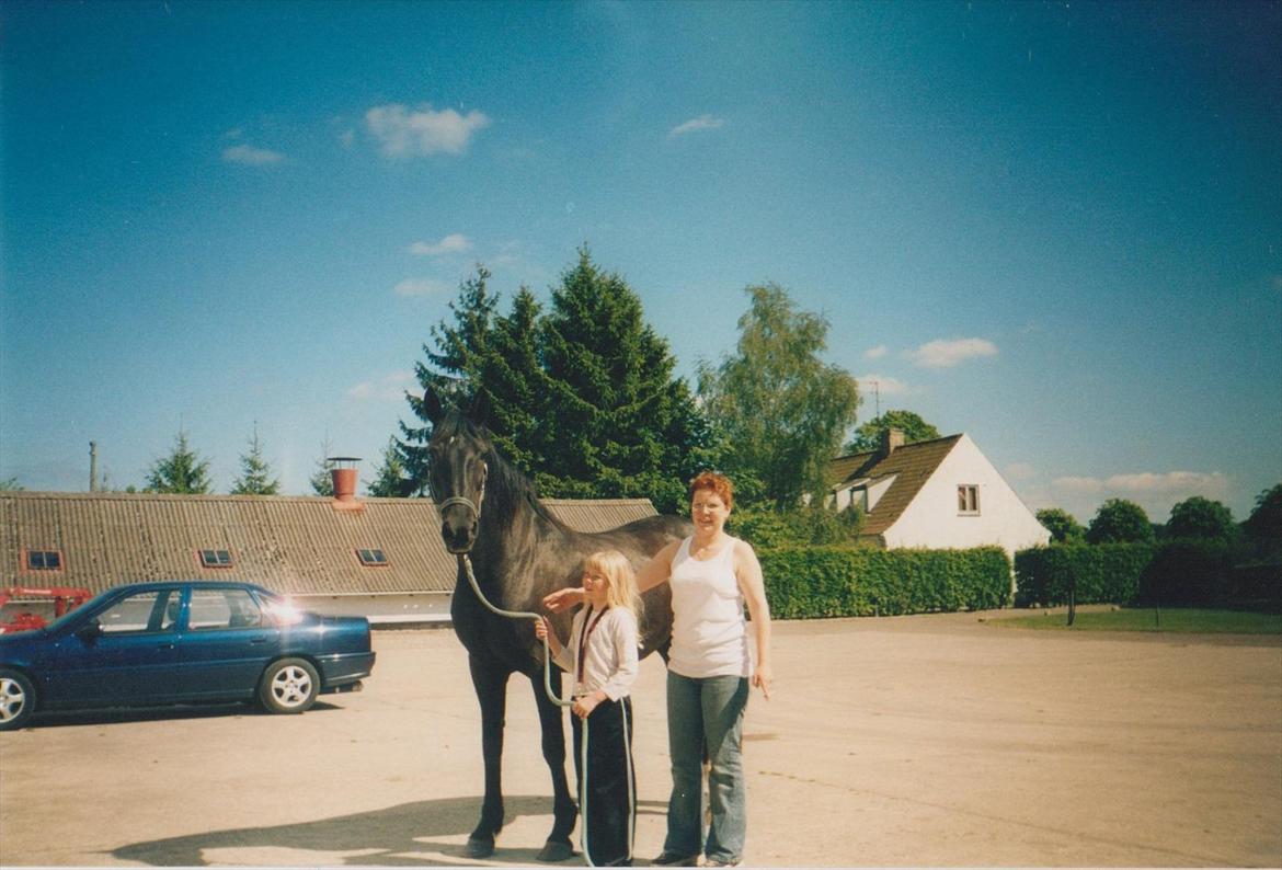 Dansk Varmblod Blue Body Butler  639 billede 1