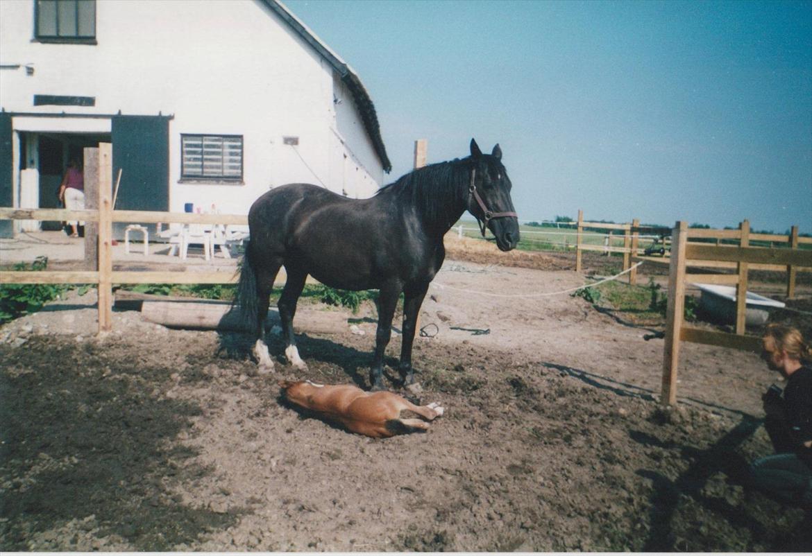 Dansk Varmblod Blue Body Butler  639 billede 14