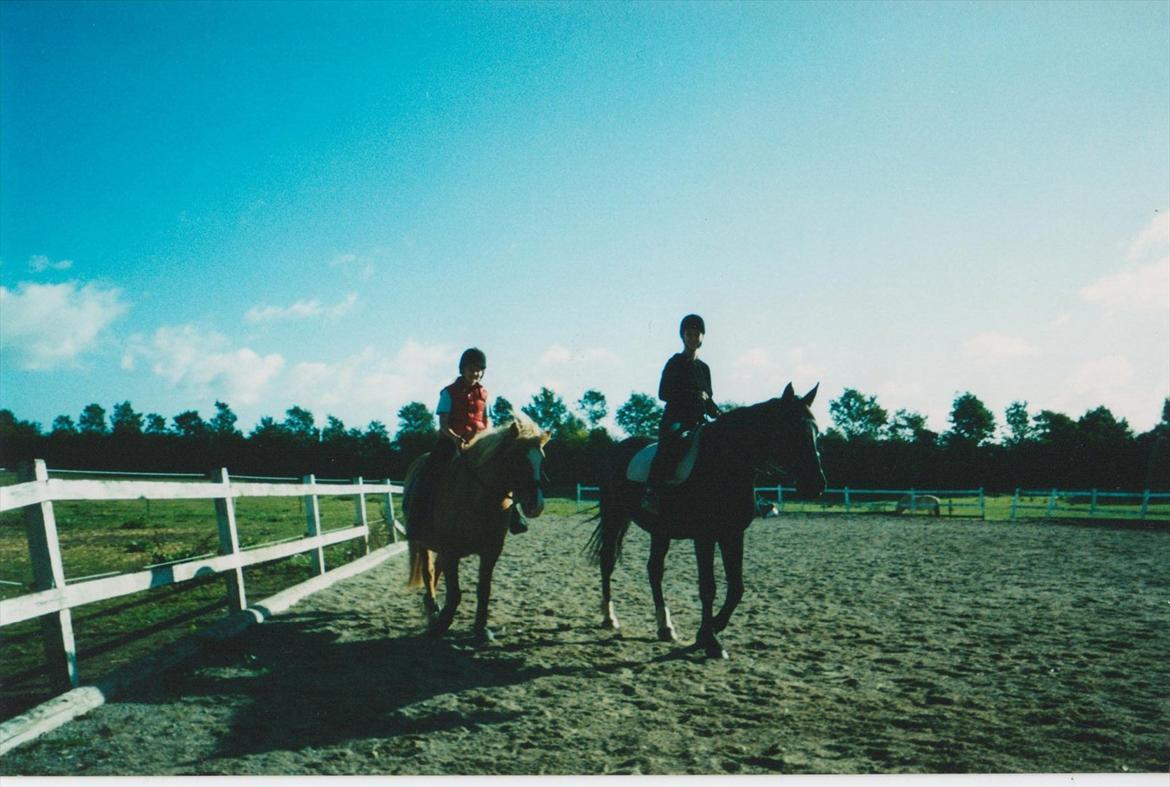 Dansk Varmblod Blue Body Butler  639 billede 3