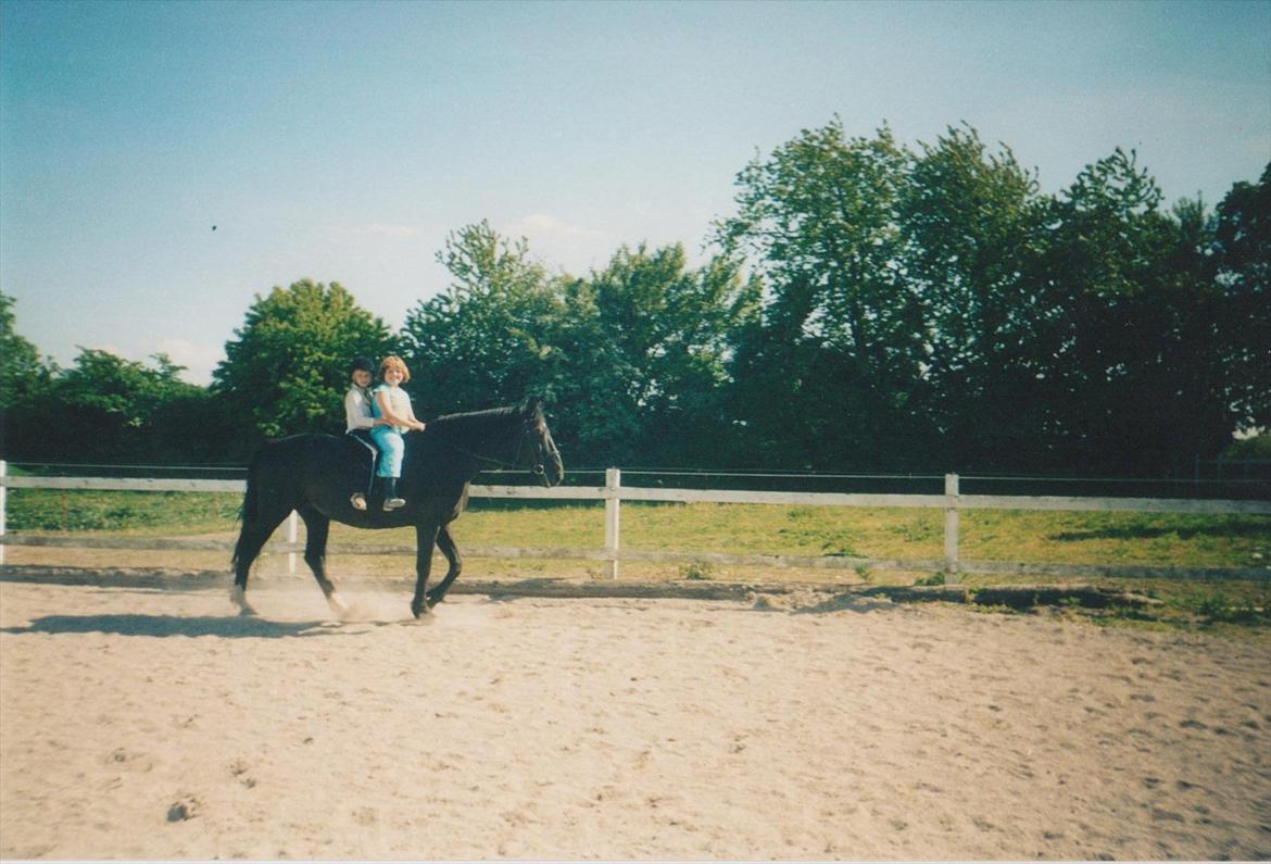 Dansk Varmblod Blue Body Butler  639 billede 2