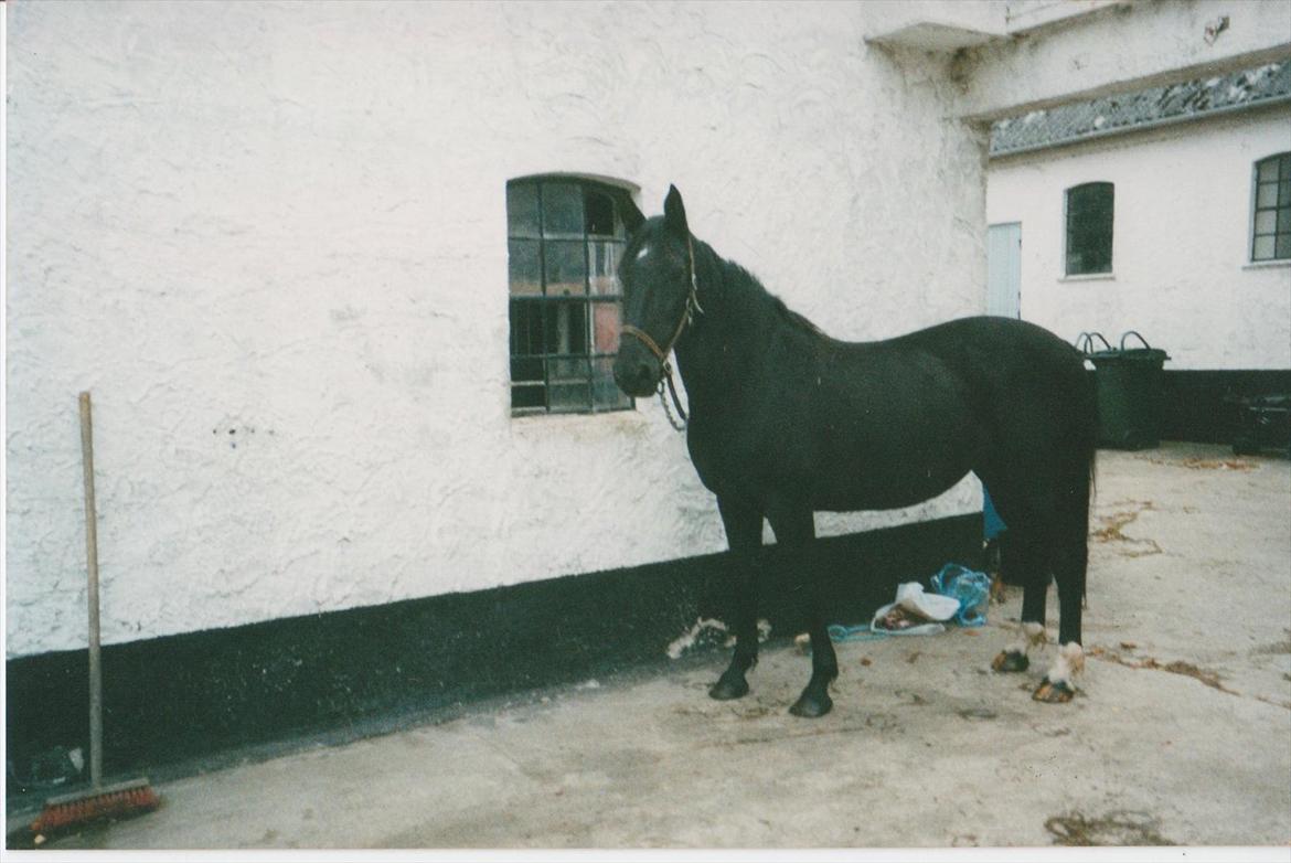 Dansk Varmblod Blue Body Butler  639 - det er fra den dag jeg overtager hende og får hende hjem . i en ikke så pæn stand  billede 15