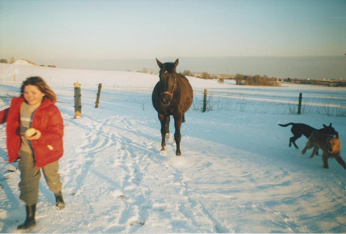 Dansk Varmblod Blue Body Butler  639 billede 4