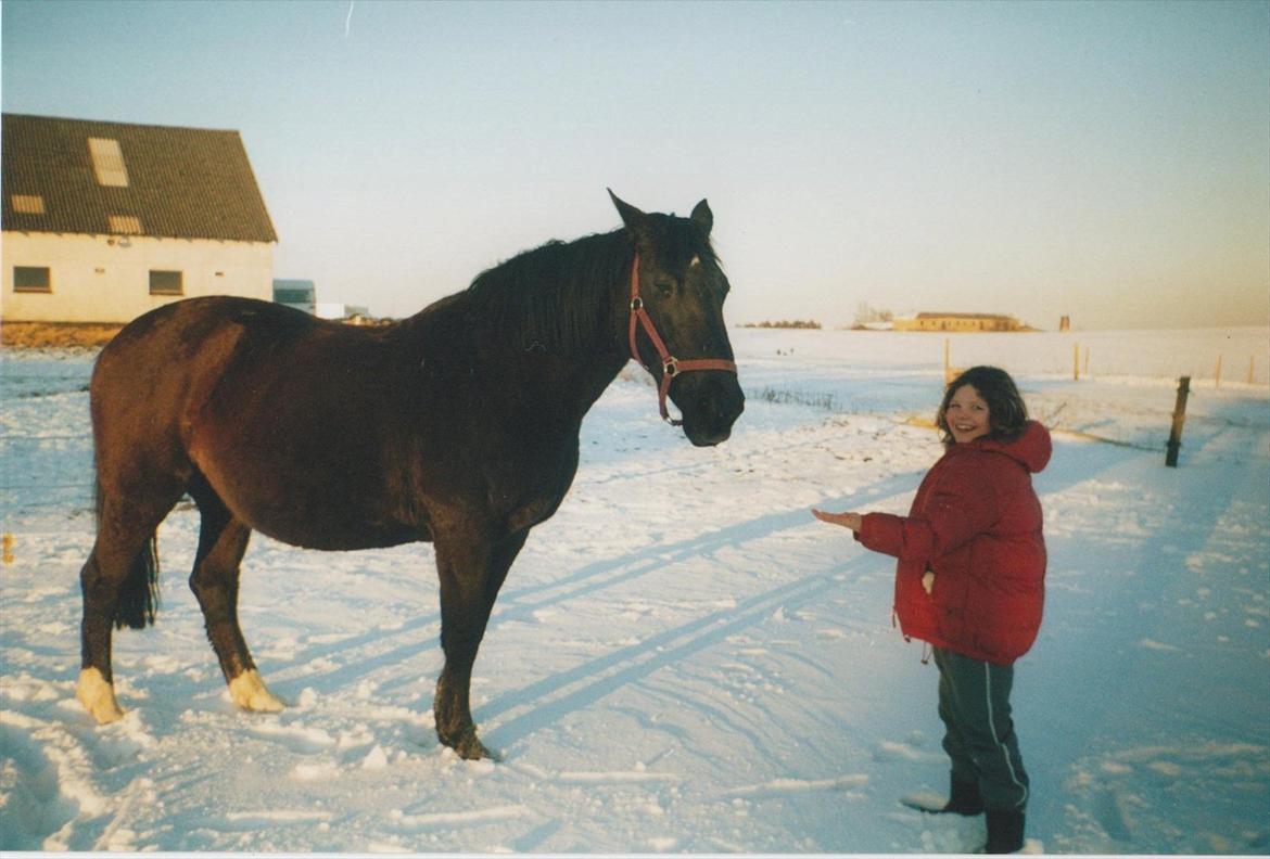 Dansk Varmblod Blue Body Butler  639 billede 5