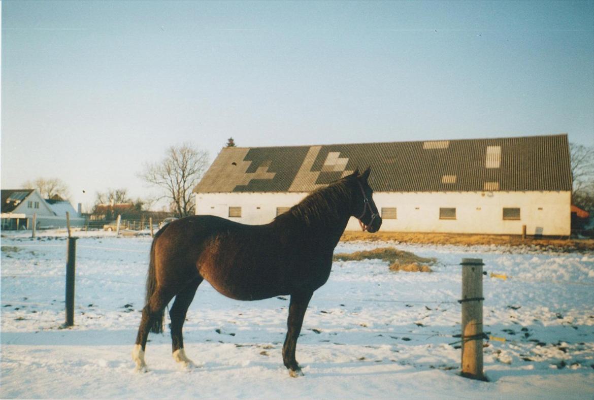 Dansk Varmblod Blue Body Butler  639 billede 6