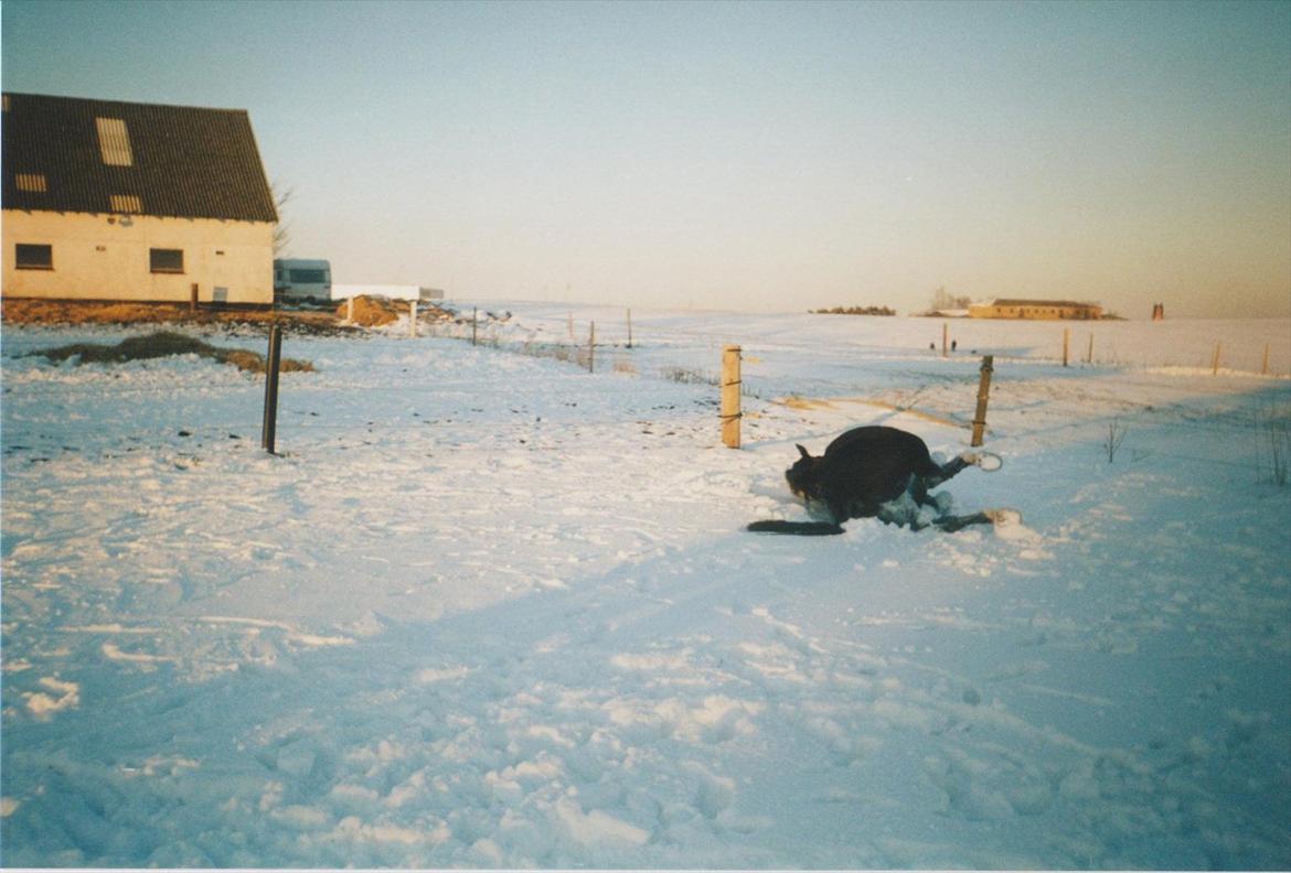 Dansk Varmblod Blue Body Butler  639 billede 7