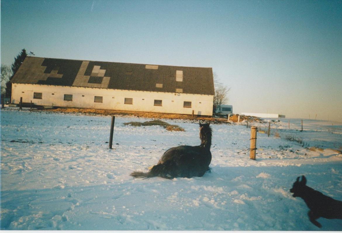 Dansk Varmblod Blue Body Butler  639 billede 8