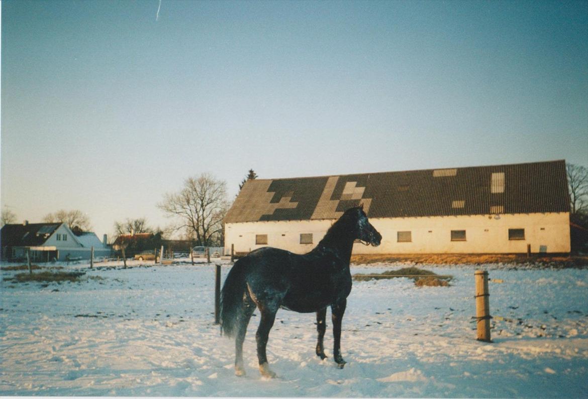 Dansk Varmblod Blue Body Butler  639 billede 9