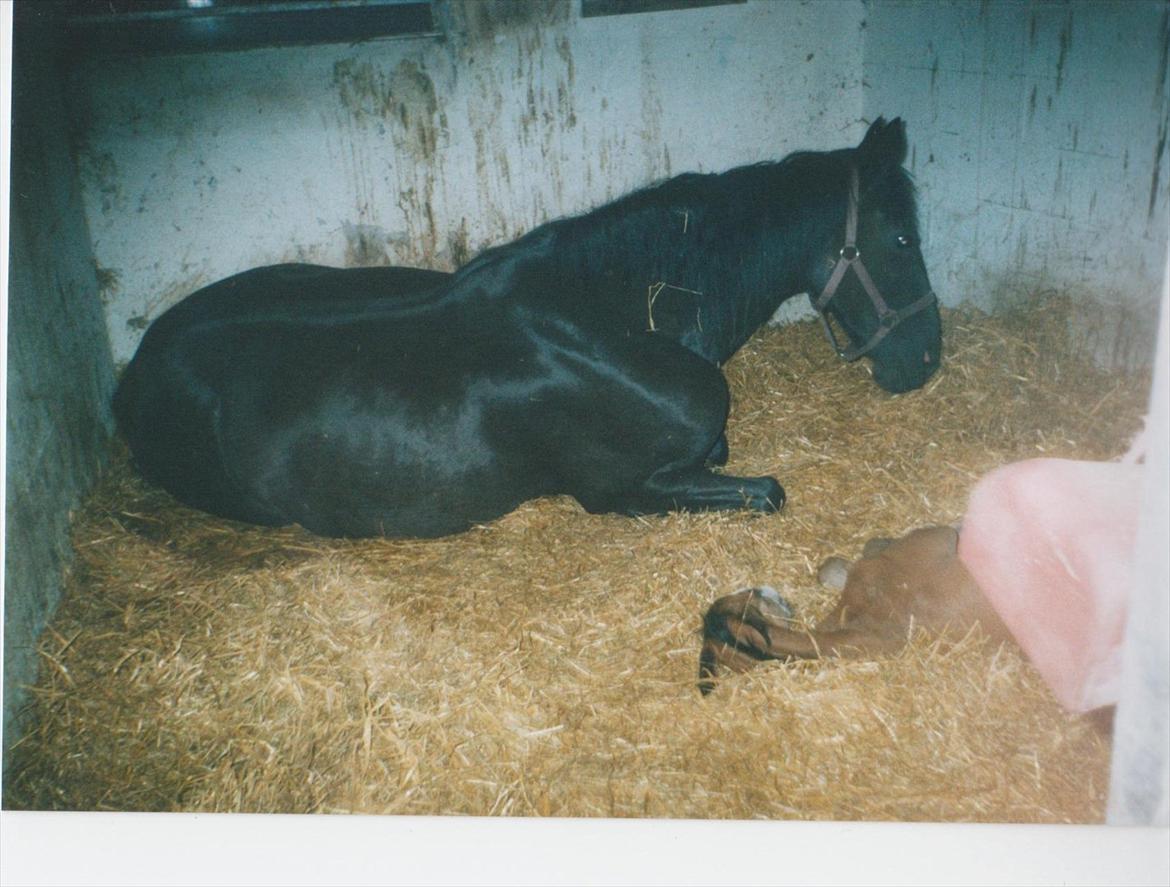 Dansk Varmblod Blue Body Butler  639 billede 10