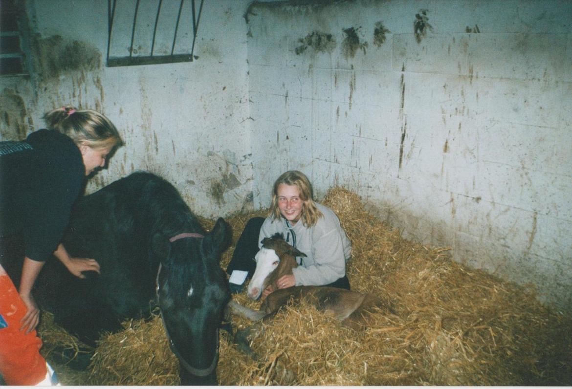 Dansk Varmblod Blue Body Butler  639 billede 11