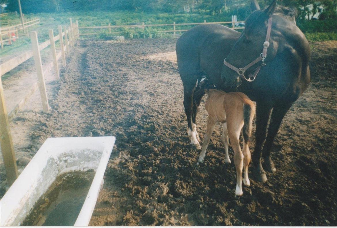 Dansk Varmblod Blue Body Butler  639 billede 12