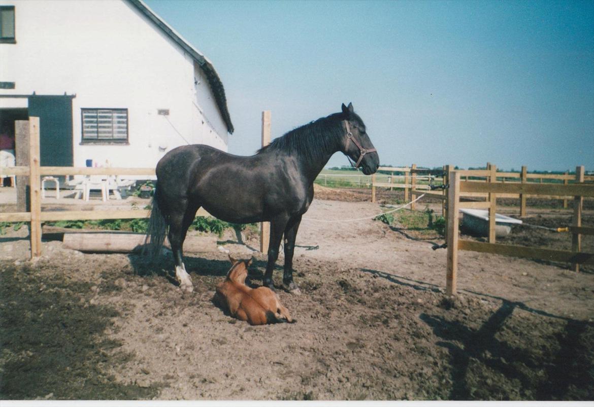 Dansk Varmblod Blue Body Butler  639 billede 13