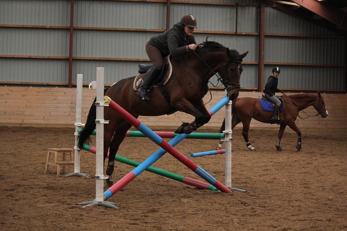 Dansk Varmblod Jaqueline billede 5