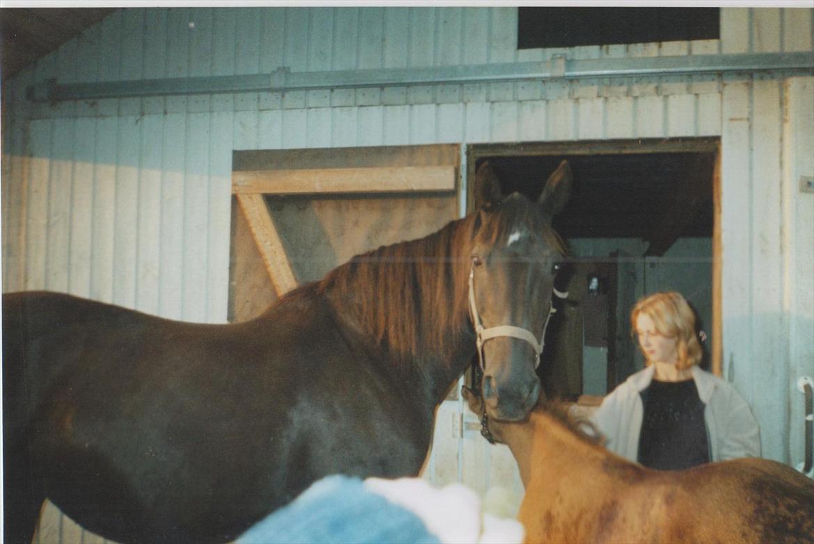 Dansk Varmblod Blue Body Butler  639 billede 16