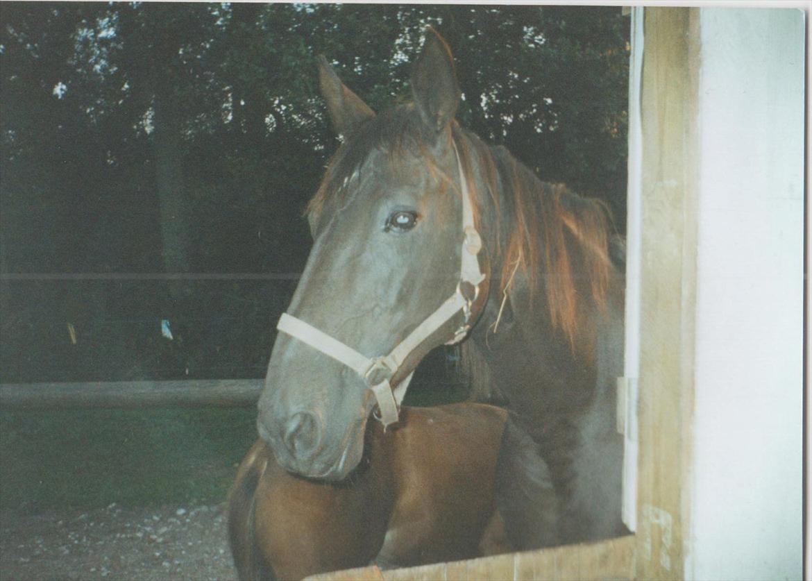 Dansk Varmblod Blue Body Butler  639 billede 17