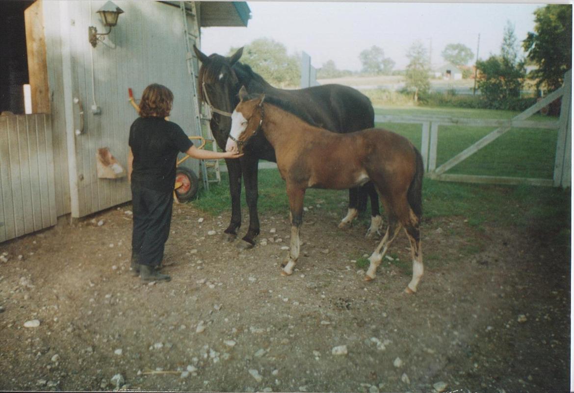 Dansk Varmblod Blue Body Butler  639 billede 18