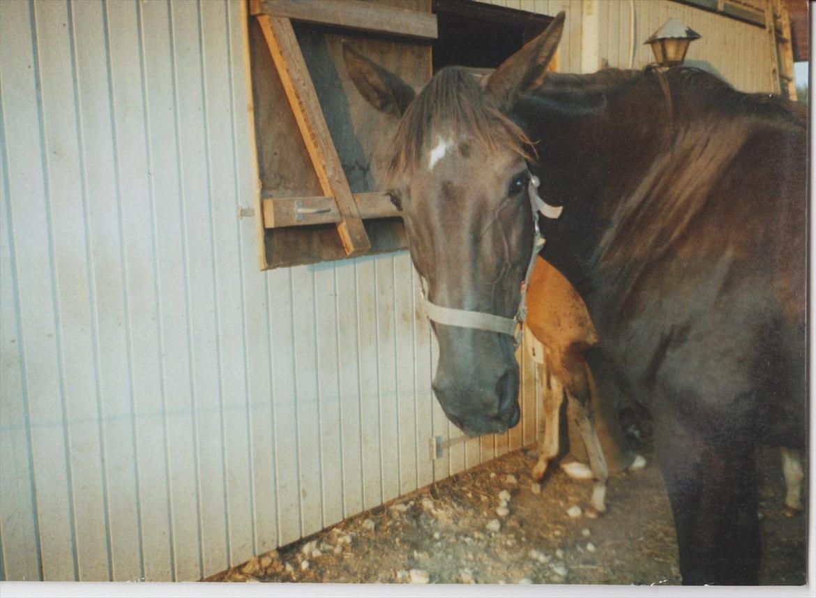 Dansk Varmblod Blue Body Butler  639 billede 19