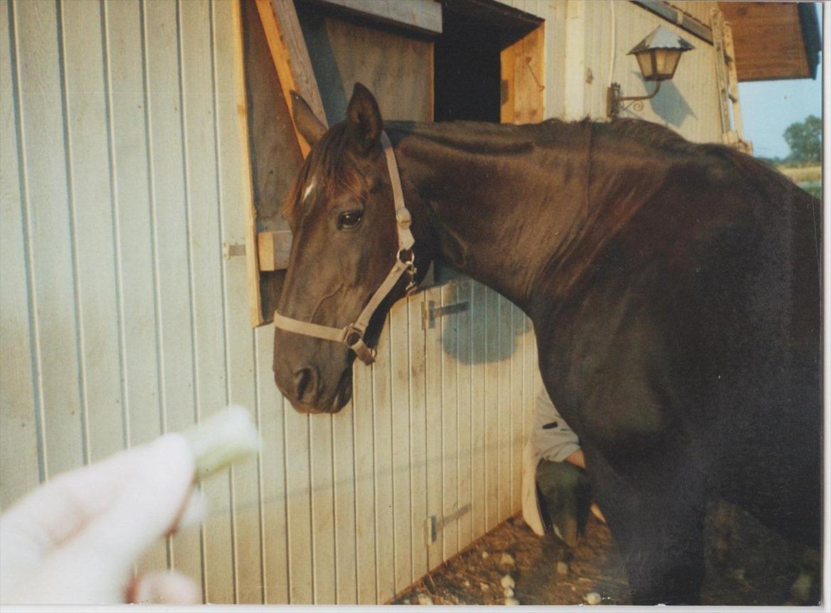 Dansk Varmblod Blue Body Butler  639 billede 20