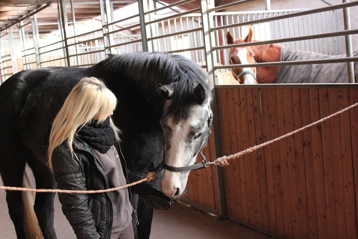 Anden særlig race Ferdinand Pascal billede 3