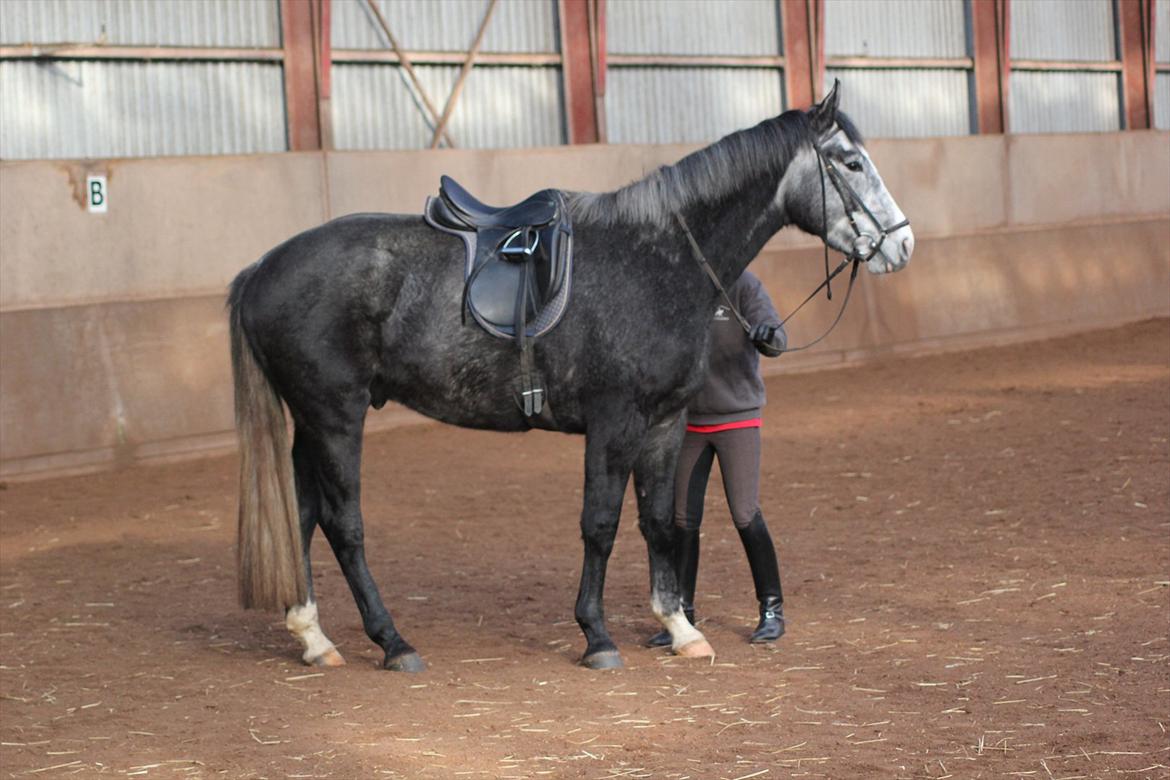 Anden særlig race Ferdinand Pascal - 31/1-12 billede 7