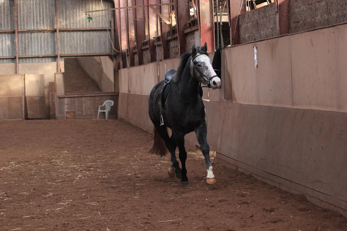 Anden særlig race Ferdinand Pascal billede 13