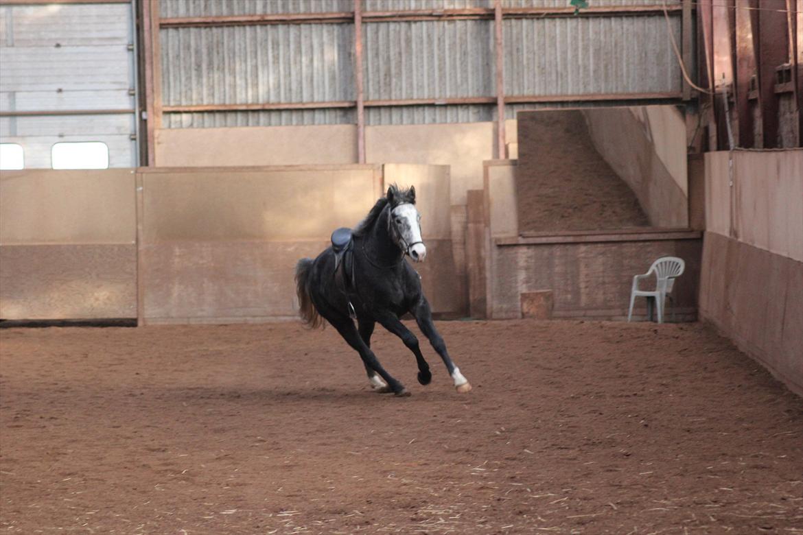 Anden særlig race Ferdinand Pascal billede 11