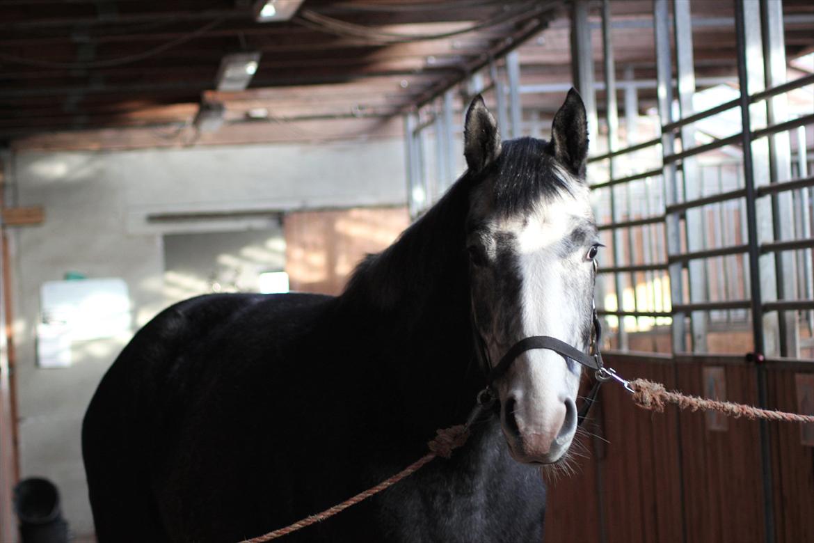 Anden særlig race Ferdinand Pascal billede 9