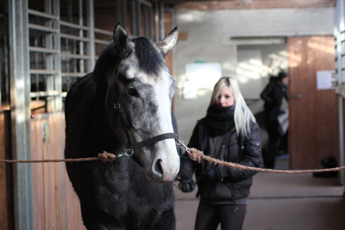 Anden særlig race Ferdinand Pascal billede 17