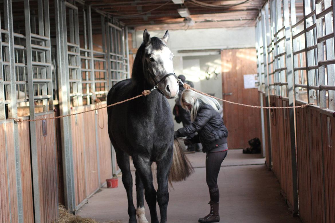 Anden særlig race Ferdinand Pascal billede 18