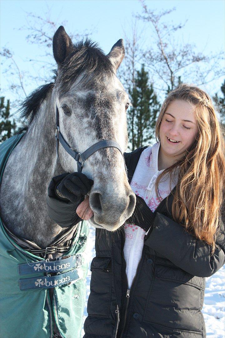 Hollandsk Varmblod Balthazar - Balthazar bliver skør af al den sne!  Han er nu dejlig ham B <3 billede 18
