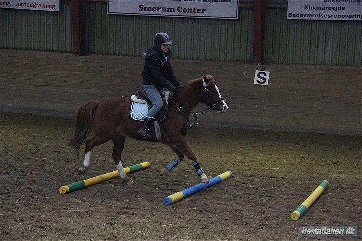 Anden særlig race Fireball - MinBedsteVen <3 - Its hard to forget someone who gave you so much to remember<3
FOTO: KT-FOTO billede 2