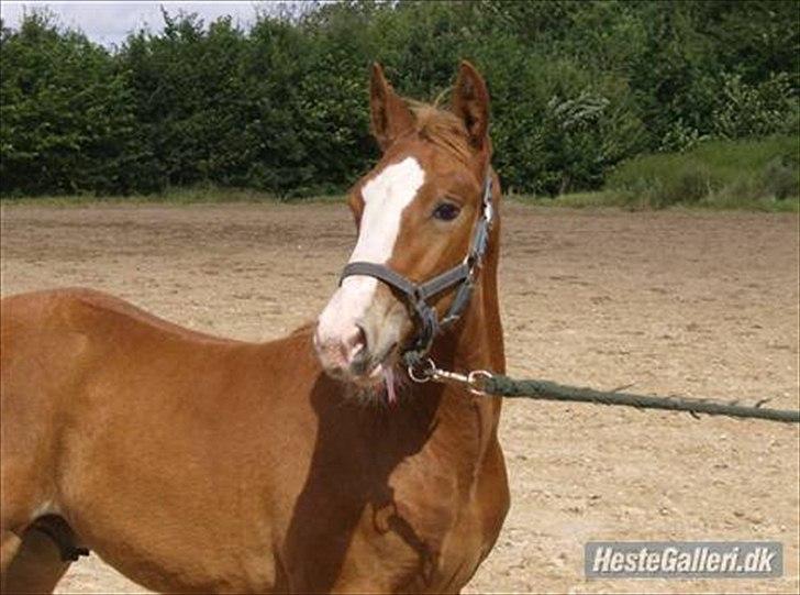 Frederiksborg Østervig frodo - Frodo til følskue i FHF 2007 billede 9