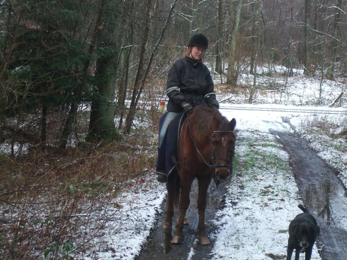 New Forest Elmholts Lamour billede 2